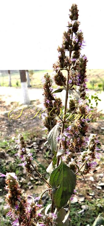  Plant with inflorescence